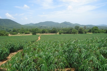 pic FOR SALE: LAND 17RAI 305 TLW, BANGSARAY