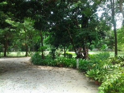 pic LAND FOR SALE: ON PRATUMNAK SOI 2