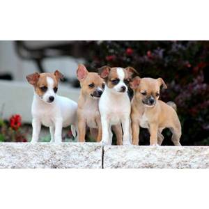 pic Cute chihuahua puppies for sell