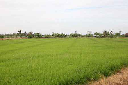 pic Land for Sale in beautiful's Thailand.
