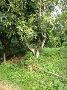 pic Land for Sale - Phuket