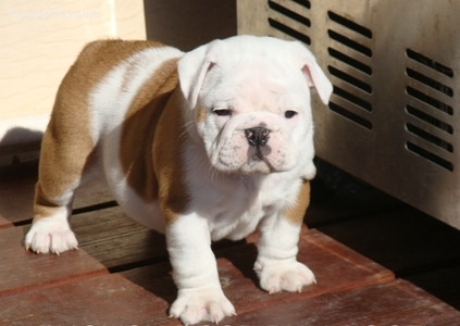 pic Quality English Bulldog Puppies