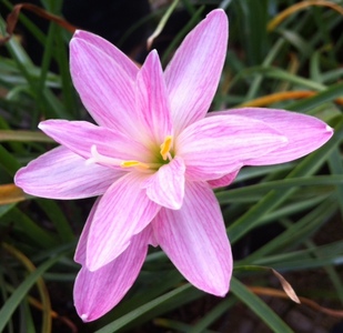 pic Hybrid Zephyranthes Rainlilies