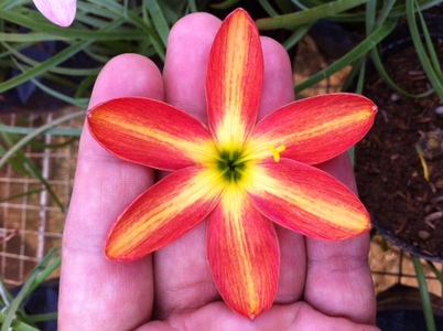 pic Hybrid Zephyranthes Rainlilies