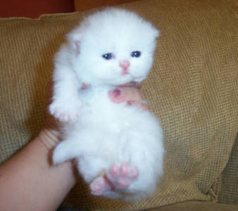 pic  Cute White Persian female kitten $700  