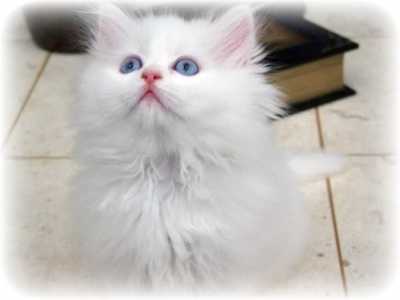 pic  Cute White Persian female kitten $700  