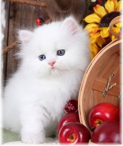pic  Cute White Persian female kitten $700  