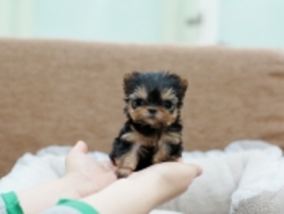 pic Excellent Teacup Yorkie Puppies For Adop