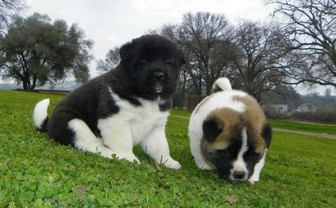 pic Healthy Akita Puppies For Adoption