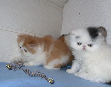 pic lovely kittens for adoption