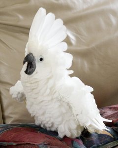 pic cockatoo  parrots  