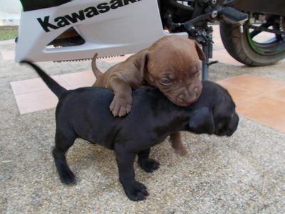 pic America pitbull pupiess