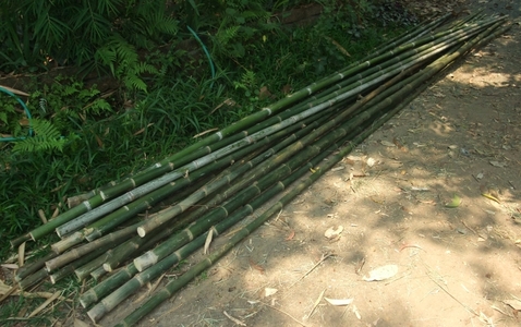 pic Bamboo poles