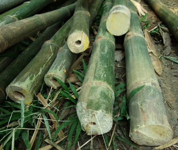 pic Bamboo poles