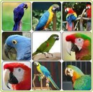 pic MACAWS,COCKATOOS,AFRICAN GREYS AND EGGS