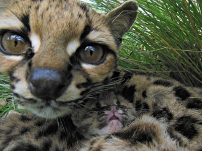 pic African Servals , Margay kittens , Cheet