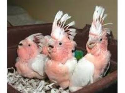 pic Fertile Parrot Eggs and Chicks For Sale