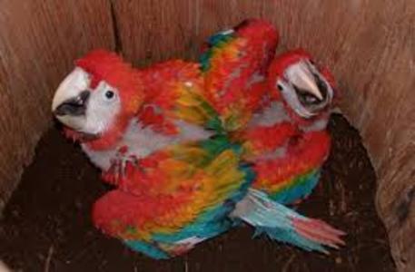pic Fertile Parrot Eggs and Chicks For Sale