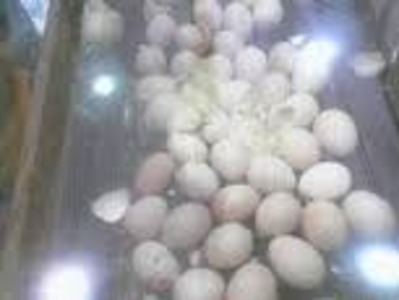 pic Fertile Parrot Eggs and Chicks For Sale