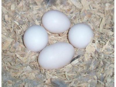 pic Fertile parrot eggs and parrot birds for