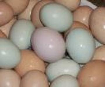 pic Blue and Gold Macaw eggs, Scarlet Macaw