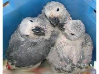 pic Parrots babies and fertile eggs for sale