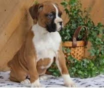 pic Cute Boxer Puppies