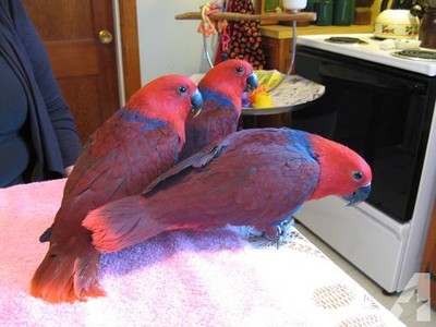 pic PARROTS AND PARROTS EGGS FOR SALE (267)3