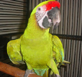 pic PARROTS AND PARROTS EGGS FOR SALE (267)3