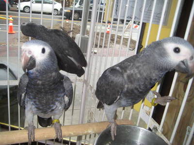 pic PARROTS AND PARROTS EGGS FOR SALE (267)3