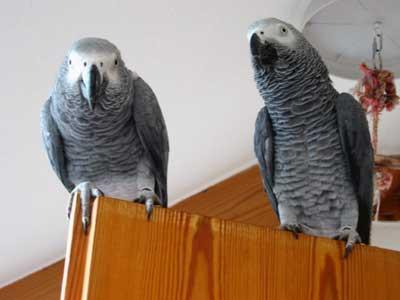 pic PARROTS AND PARROTS EGGS FOR SALE (267)3