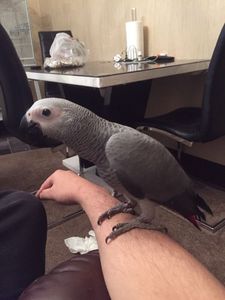 pic Hand-reared African Grey Parrots 