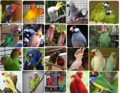 pic PARROTS AND FERTILE EGGS