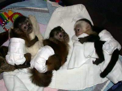 pic  MONKEY BABIES AND CHIMPANZEES