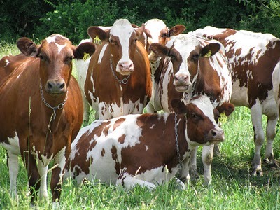 pic  dairy cattle,sheep and goats for sale
