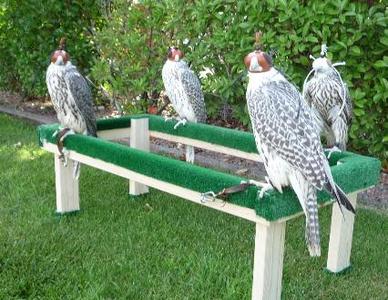 pic peregrine falcons,gyr,saker falcons 