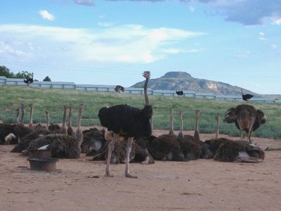 pic Ostrich Emu eggs Rhea eggs and their chi