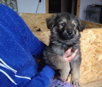 pic German Shepherd Puppies for sale