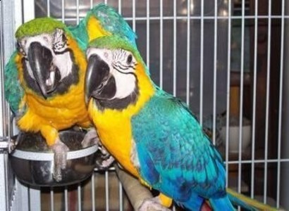 pic parrots and fertile parrot eggs for sale