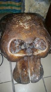 pic elephant skull for sale