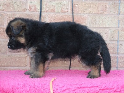 pic german shepherd puppies for sale