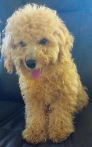 pic TOY POODLE - FOR SALE