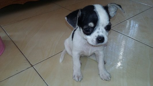 pic Very Sweet Chihuahua