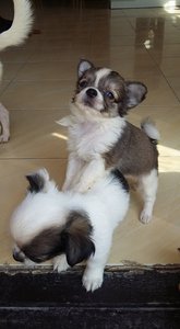 pic Very Sweet Chihuahua