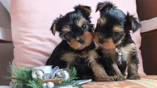 pic Cute Yorkie puppies
