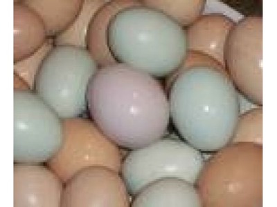 pic Palm Cockatoo eggs, Goffin Cockatoo eggs
