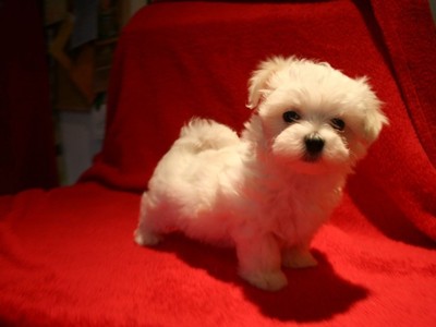 pic MALTESE PUPPIES