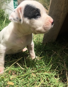 pic AKC pitbull puppies for sale 