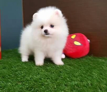 pic Cheap Pomeranian Puppies