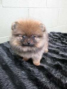 pic Cheap Pomeranian Puppies